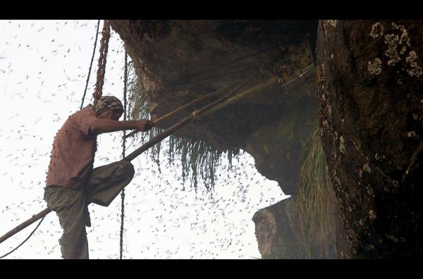 Bild 1 von 5: Ungesichert über dem Abgrund hängend, holt Chinasami den oberen Teil der Waben ein, da nur dort der Honig enthalten ist.
