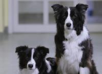 Entenfellners Tier-Welt