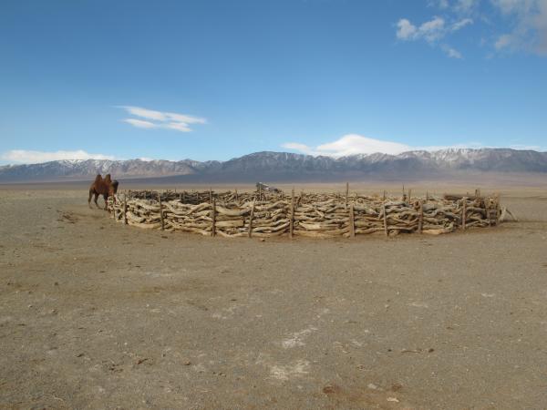 Bild 1 von 9: Kamel in der Wüste Gobi.