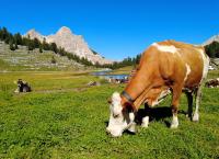 Bike Mike: Südtirol