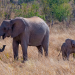 Die Elefanten der Victoriafälle