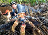 Die Weihnachtsinsel und der Palmendieb