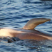 Pelagos