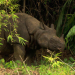 Big Five Asien - Die Nashörner