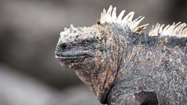 Bild 1 von 6: Meerechsen gibt es ausschließlich auf den Galapagos Inseln.