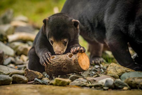 Bild 1 von 16: Im Bild: Malaienbär Kyra.