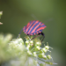 Wie geht es unseren Insekten?