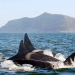 Orcas Beutezug vor Südafrika