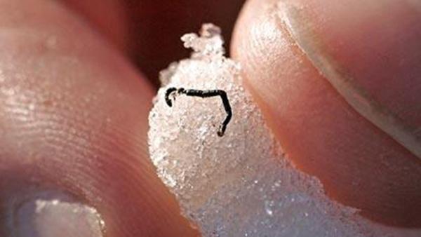 Bild 1 von 2: Durch einen hohen Melanin-Anteil in der Haut wird der auf Gletschern einheimische Eiswurm vor der Sonne geschützt. Sie werden etwa 15 Millimeter lang und können in eisiger Kälte überleben.