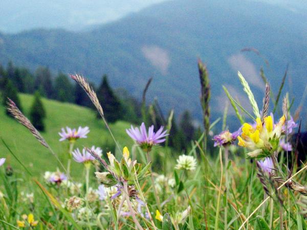Bild 1 von 11: Im Bild: Der Blumenberg.