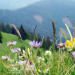 Karnische Alpen - Ein Gebirge voller Kostbarkeiten