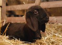 Entenfellners Tier-Welt