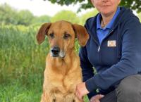 Der Hundeprofi - Rütters Team