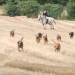Jagdkumpane - Wie der Hund auf den Menschen kam