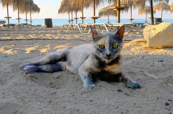 Bild 1 von 6: Frühmorgens gehört der Strand noch den \