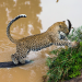 Die Leopardin