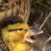 Ente auf Abwegen