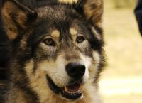 Wolf Town