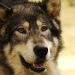 Wolf Town