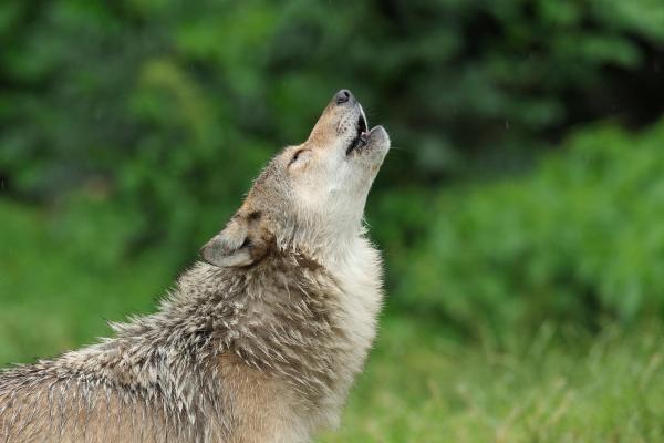 Bild 1 von 7: Im Bild: Heulender Wolf. Wölfe leben in Rudeln, die meist aus Familienbänden bestehen. Sie haben ein ausgeprägtes Sozial und Territorialverhalten. Das Wolfsheulen ist fester Bestandteil seiner Kommunikation mit seinem Rudel - beispielsweise bei der Jagd und oder der Paarungssuche. Ihre Territorien befinden sich in Mittel- und Nordeuropa, Nordamerika und in weiten Teilen Asiens.