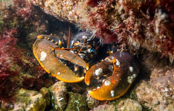 Bild 1 von 11: Hummer verteidigen ihr Revier gegen jeden Eindringling. Die Tiere können bis zu 60 Zentimeter lang und sechs Kilogramm schwer werden.