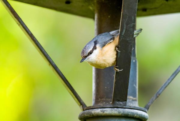 Bild 1 von 2: Im Bild: Blau- und Kohlmeisen schätzen die Samen der Rotbuche in den Parks. Sie enthalten bis zu 40 Prozent Fett und helfen den Vögeln, bei schlechter Witterung zu überleben.