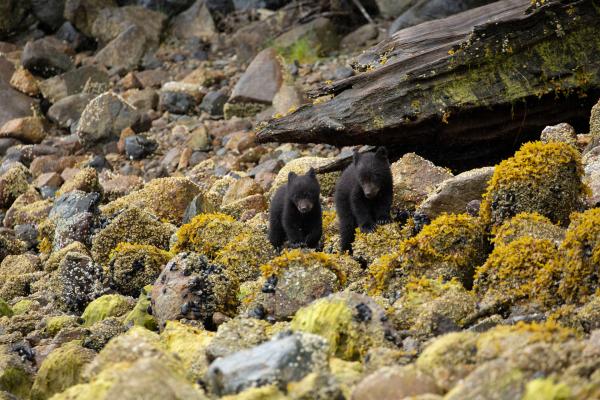 Bild 1 von 1: Ein drei Monate altes Bären-Zwillingspaar erkundet die Küste von British Columbia, Kanada.