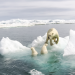 Die Reise der Eisbären