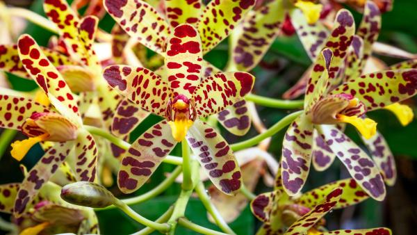 Bild 1 von 15: In tropischen Regenwäldern wachsen auch viele Orchideen, wie diese Ansellia africana.
