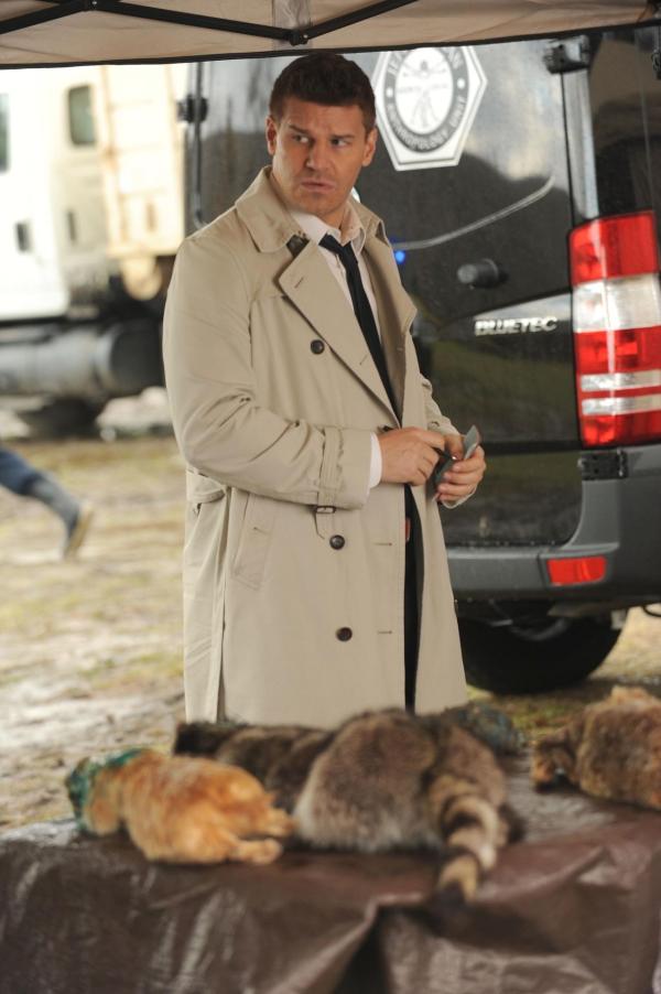 Bild 1 von 12: Seeley Booth (David Boreanaz)