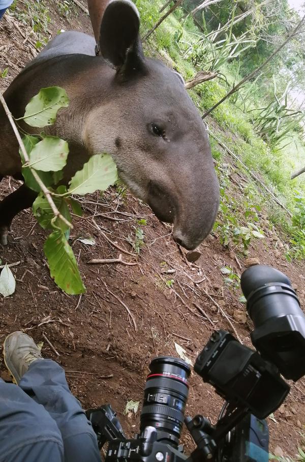 Bild 1 von 1: Ein letztes Mal vor der Kamera: Dieses Tapirweibchen steht kurz vor der Auswilderung.