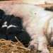 Die Tierärzte - Retter mit Herz
