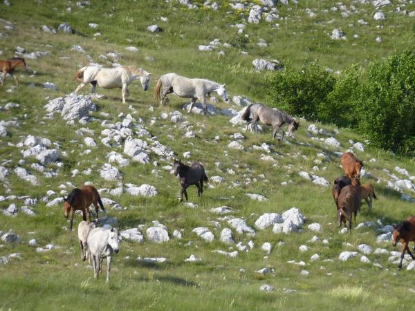 Bild 1 von 6: Geschickt rennt die Herde den Berg zwischen den gefährlich scharfen Felsen hinunter.