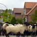 die nordstory