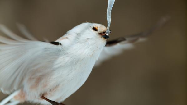 Bild 1 von 15: Eine Schwanzmeise trinkt von einem zuckerhaltigen Eiszapfen, eine wichtige Energiequelle.