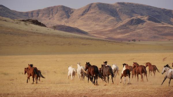 Bild 1 von 5: In der südlichen Namib leben noch Pferde in völliger Freiheit, ohne Kontakt zum Menschen. Farmer Wulff Izko kreuzt die Wildpferde mit europäischen Rassen, um geeignete Reittiere für seine Wüstenfarm zu erhalten.