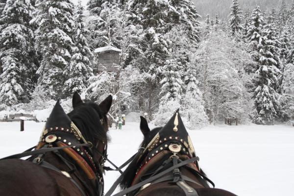 Bild 1 von 21: Im Bild: Kutschenfahrt in Gosau.