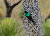 Wild Winners - Helden der Tierwelt