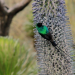Wild Winners - Helden der Tierwelt