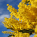 Mimose - die Frühlingsbotin