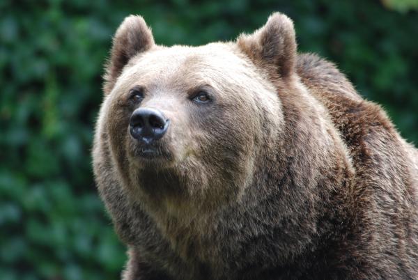 Bild 1 von 1: Die Braunbärin Olga.