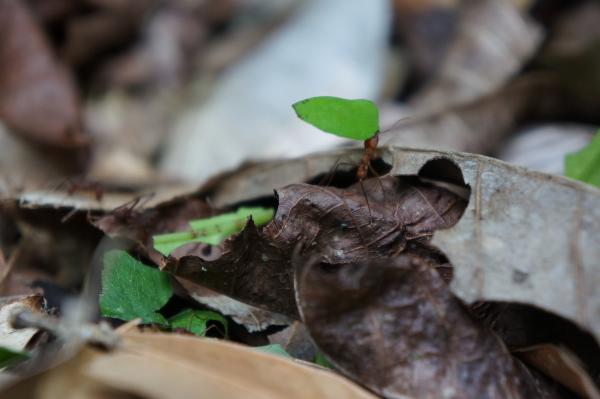 Bild 1 von 2: John Learned, ein Physiker an der University of Hawaii, denkt, dass wir die Nachrichten von Aliens nicht empfangen können. Er vergleicht das mit Musik, die auf ein Weinglas trifft.