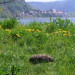 Sonnentiere der Wachau