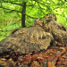 Der Sturm - Tiere bei Blitz und Donner