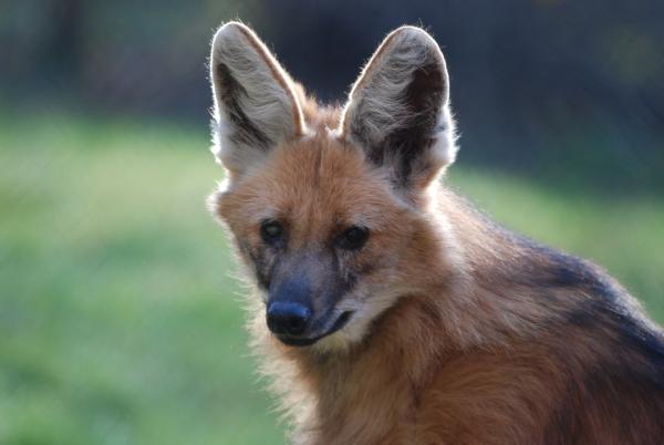 Bild 1 von 1: Ein Mähnenwolf.