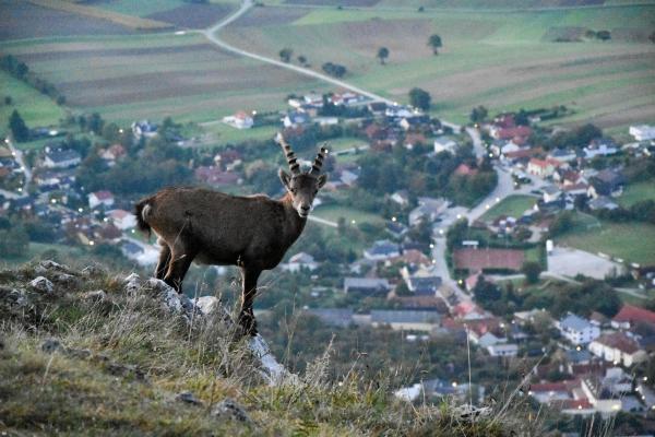 Bild 1 von 7: Im Bild: Ein Steinbock auf der Hohen Wand, darunter die Wiener Neustädter Ebene.