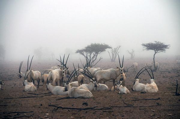 Bild 1 von 6: Die Arabische Oryxantilope ist perfekt an das Leben in trockenen Gebieten angepasst: Die helle Farbe des Fells reflektiert die Sonnenstrahlen und schützt so vor der Hitze.
