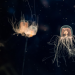 Toxische Tierwelt