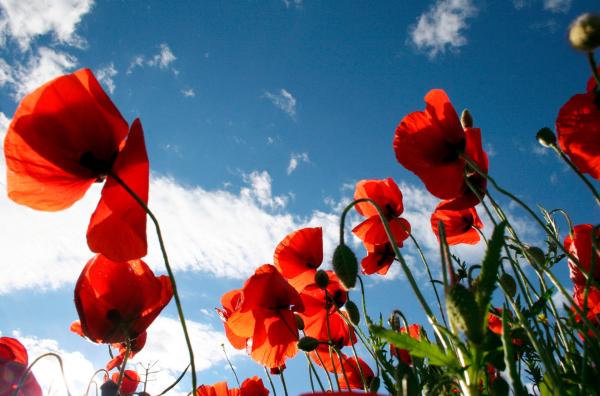 Bild 1 von 16: Rote Mohfelder soweit das Auge reicht: In der Uckermark gibt es sie noch.