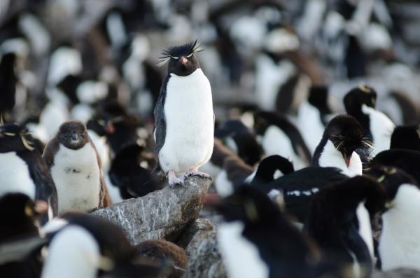 Bild 1 von 4: Felsenpinguine leben hoch auf den Klippen.